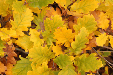 Autumnal oak leaves background