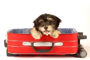 puppy in the suitcase