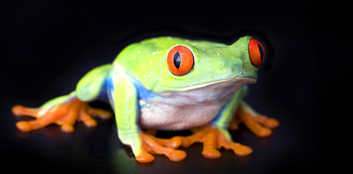 frog macro - a red-eyed tree frog (Agalychnis callidryas)