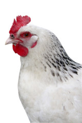 Hen