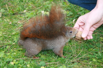 Eichhörnchen © Gerisch