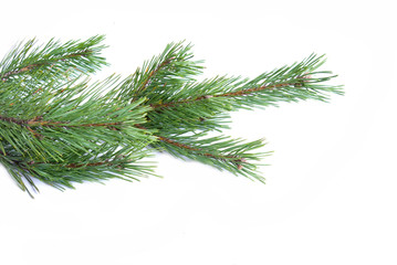 spruce twig on white