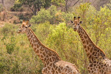 giraffen