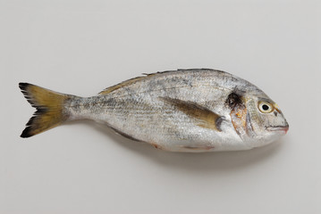 Orata - Sparus auratus