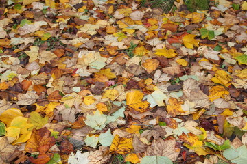 some leaf on the floor during autumn