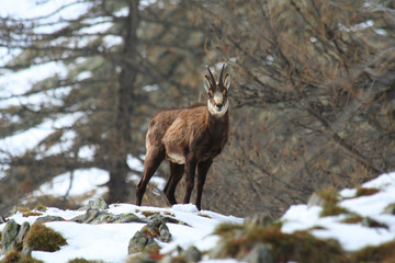 Chamois en hiver