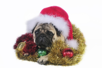 Pug dog wearing a santa hat.