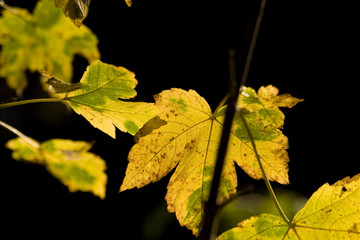 autum leaves