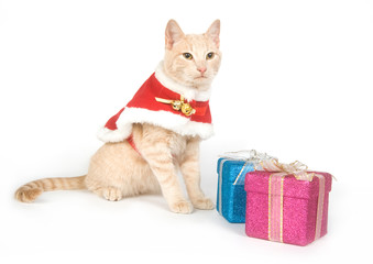 A kitten with a red Christmas costume on white background