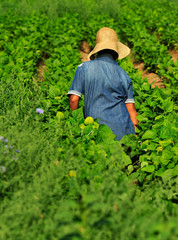 Female worker working in a bean farm during harvesting