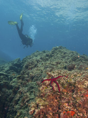 Fototapeta premium estrella de mar