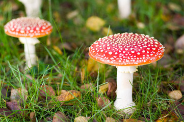 Amanita muscaria