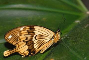 A unique South American butterfly on a large green leaf.