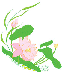Water Lily