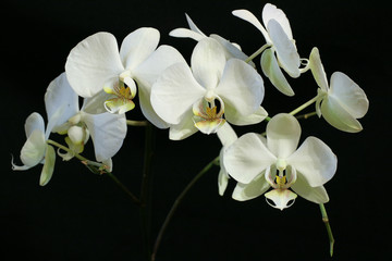 Fototapeta na wymiar White orchids on black background