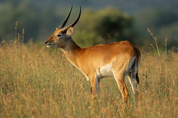 A male red lechwe antelope (Kobus leche), southern Africa