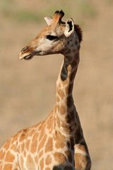 Giraffe (Giraffa camelopardalis), Kalahari desert, South Africa