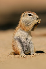 Ground squirrel (Xerus inaurus), Kalahari desert, South Africa