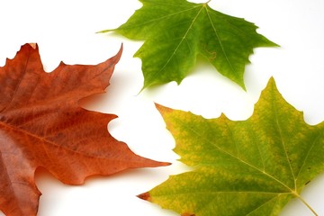 Colorful leaves, white background