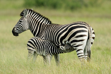 Fototapeta na wymiar Plains (Burchells) Zebra (Equus quagga), Etosha N / P, Namibia