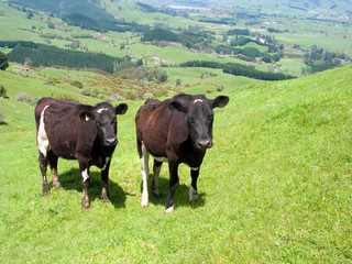 Two cows from high angle view