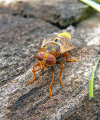 Fly Tabanus 8 © Valeriy Kirsanov