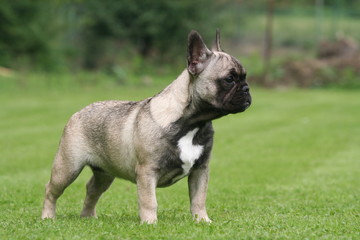 la pose statique du bouledogue francais