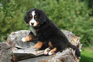 chiot bouvier bernois pas rassuré sur un tronc d'arbre