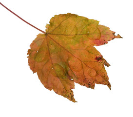 bright fall leaf that has raindrops on it