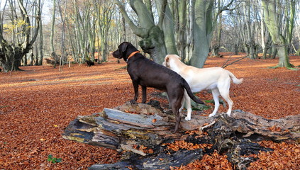two labradors looking into the forest