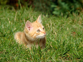 kitten in nature