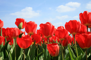 Red tulips.