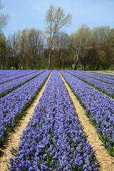 Field full of hyacinths.