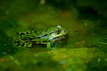 Green frog