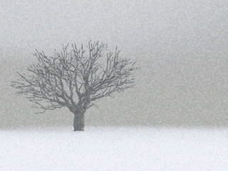 Fototapeta premium lonely winter tree