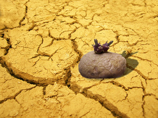results of drought