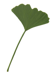 Fototapeta premium feuille de gingko