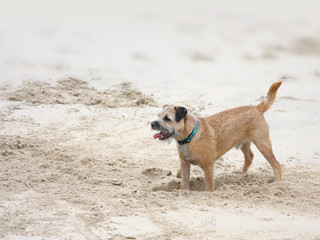 A photography of a dog digging in the sand