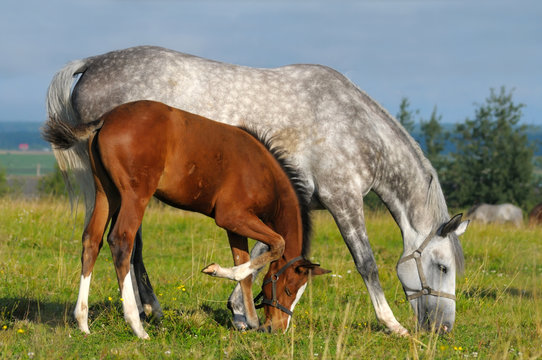 Dapple-grey mare and bay foal in field