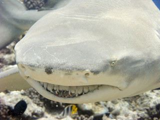 Lemon Shark