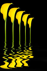 Arum Lily Flower Abstract