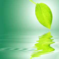 Hosta Leaf Over Water