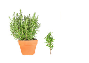 Rosemary Herb