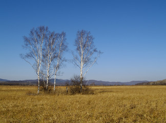 Fototapeta na wymiar Landscape with birches