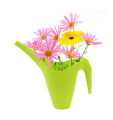 Bouquet of daisies in a watering can