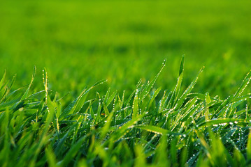 Fototapeta premium lawn