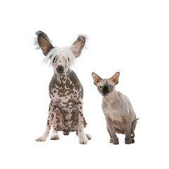 Chinese crested dog and a sphynx hairless cat