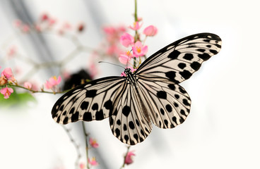 Beautiful butterfly