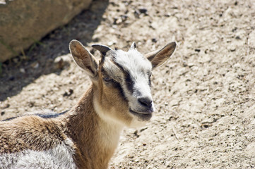 capra africana