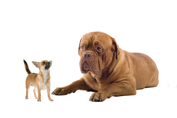 chihuahua and a french mastiff dog